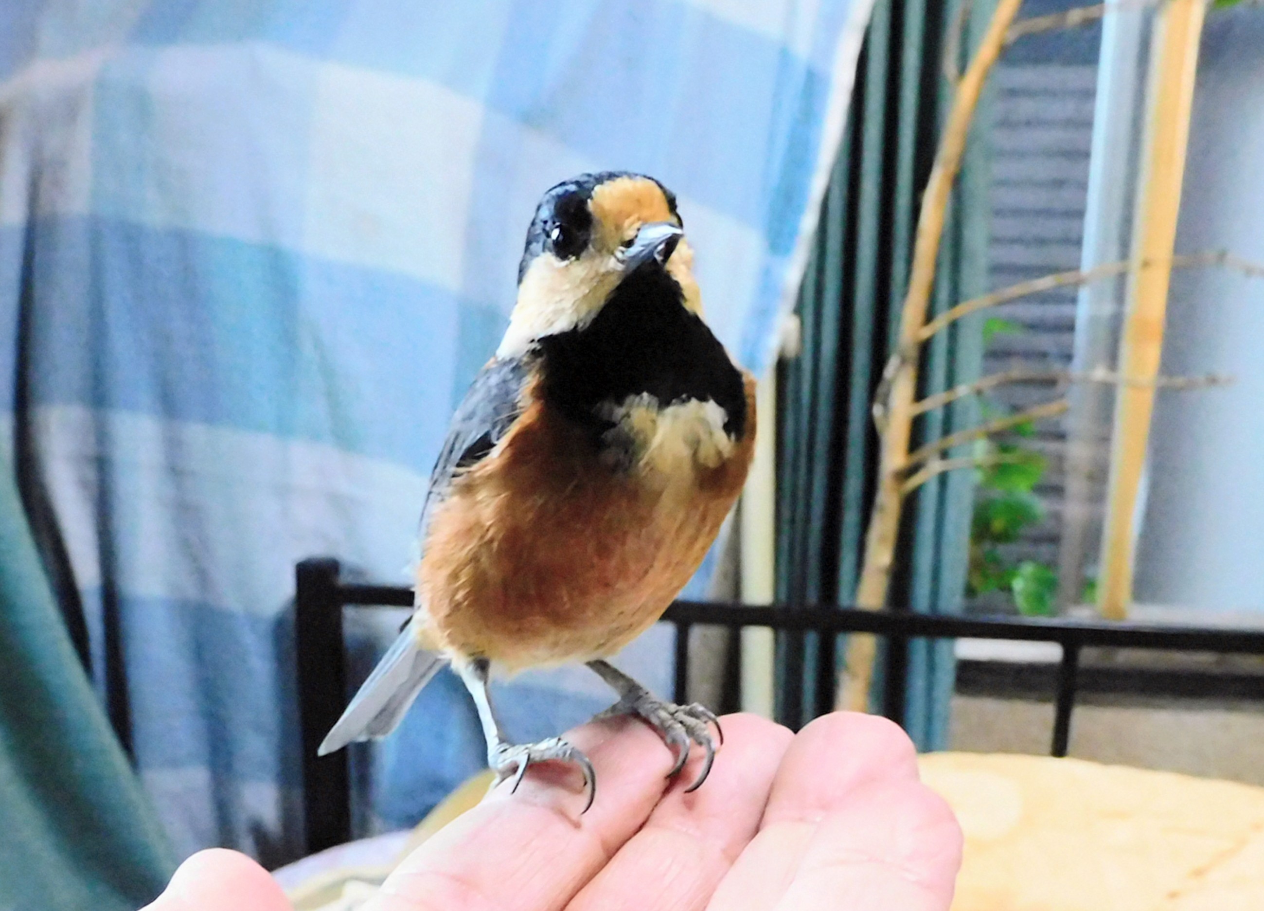 初回カウンセリングの画像